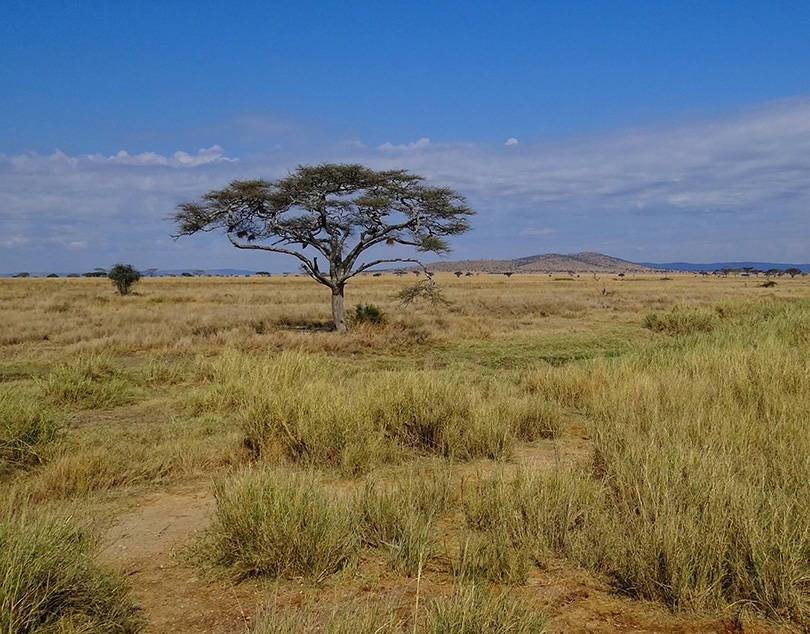 Mara Tanzania Africa